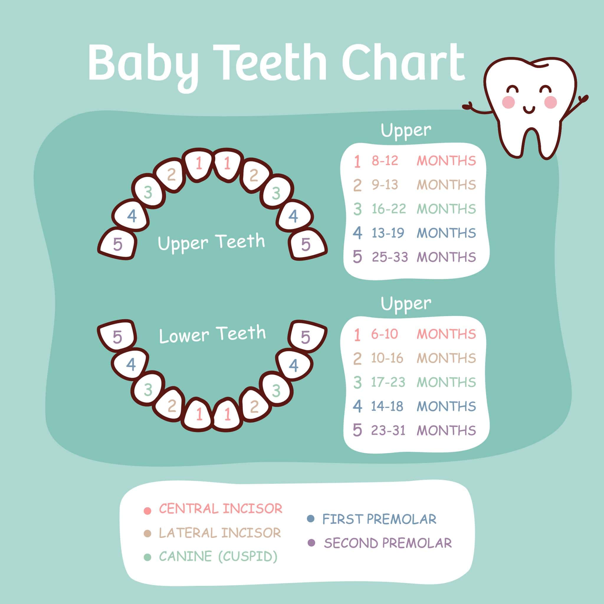 Baby teeth chart